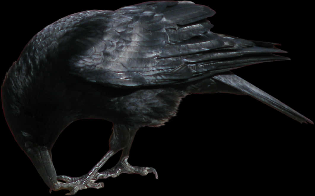 Majestic Black Crow Profile