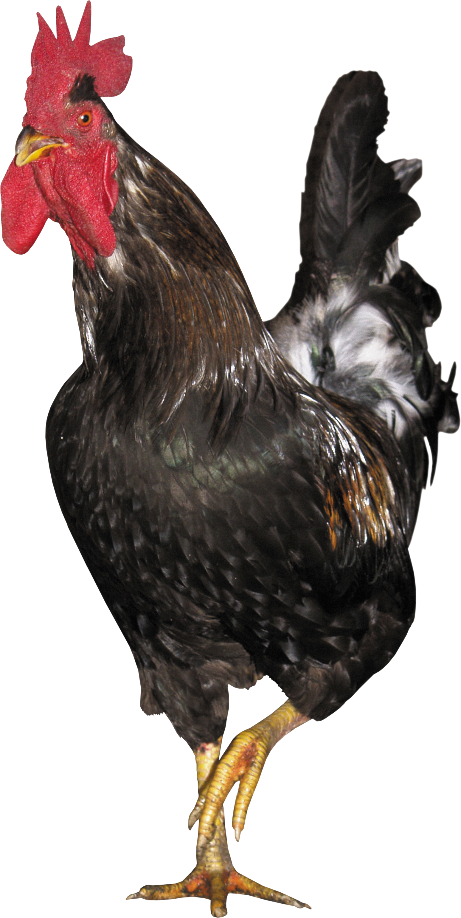 Majestic Black Rooster.png