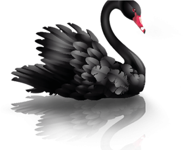 Majestic Black Swan Reflection