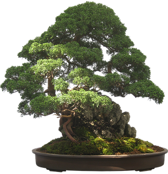 Majestic Bonsai Tree Black Background