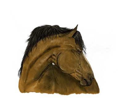 Majestic_ Brown_ Horse_ Portrait