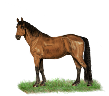 Majestic Brown Horseon Black Background