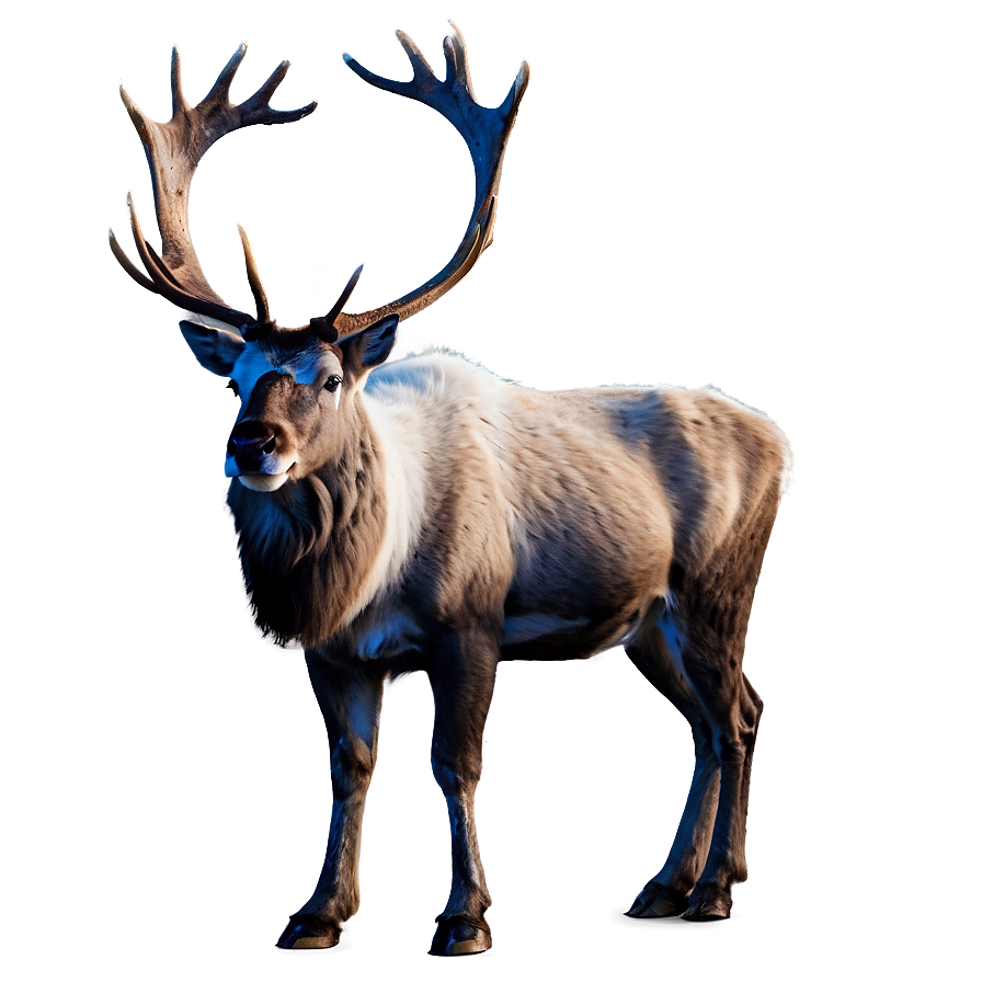 Majestic Caribou Png 06292024