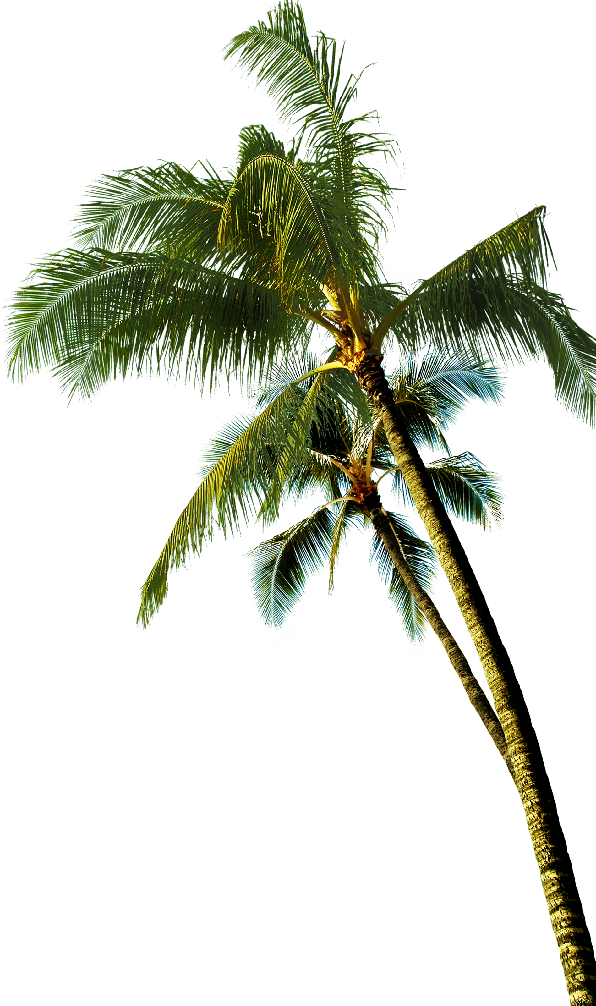 Majestic_ Coconut_ Tree_ Against_ Sky