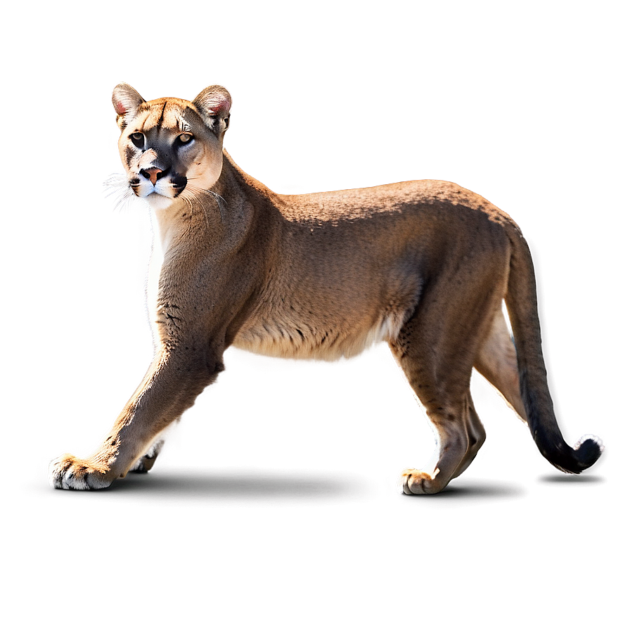 Majestic Cougar Png 96