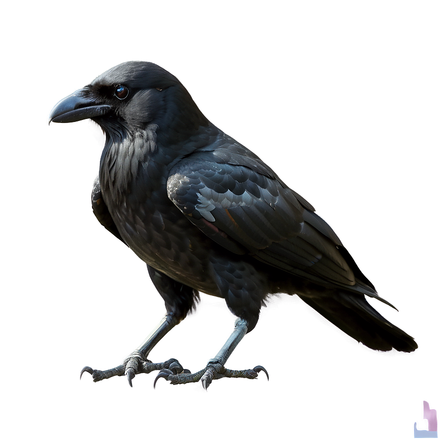 Majestic Crow Png Mbm12