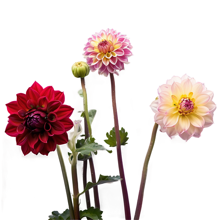 Majestic Dahlia Png Icr88