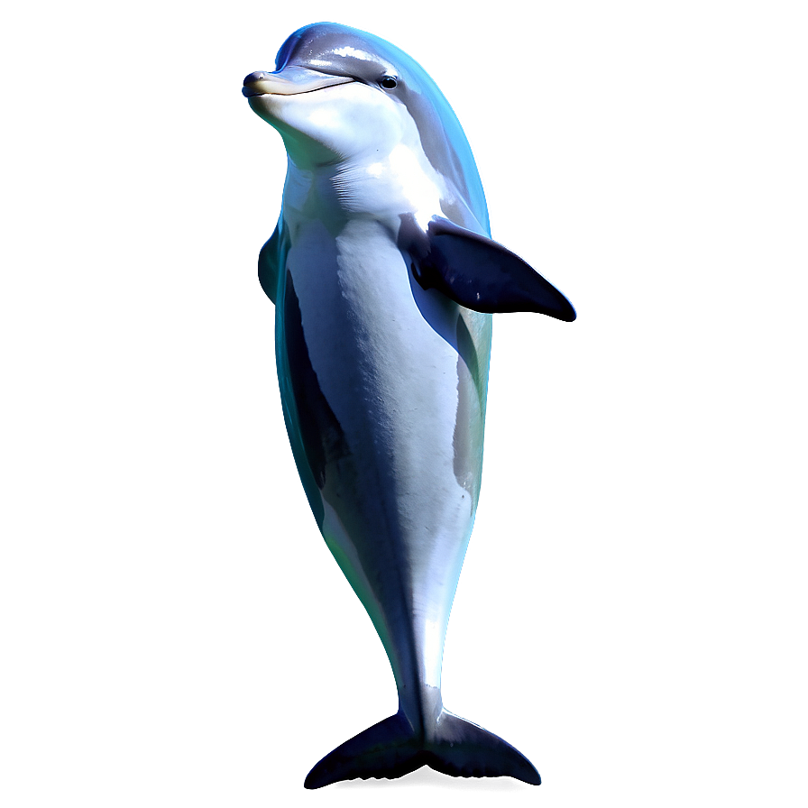 Majestic Dolphin Png 90