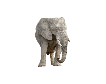 Majestic Elephant Black Background