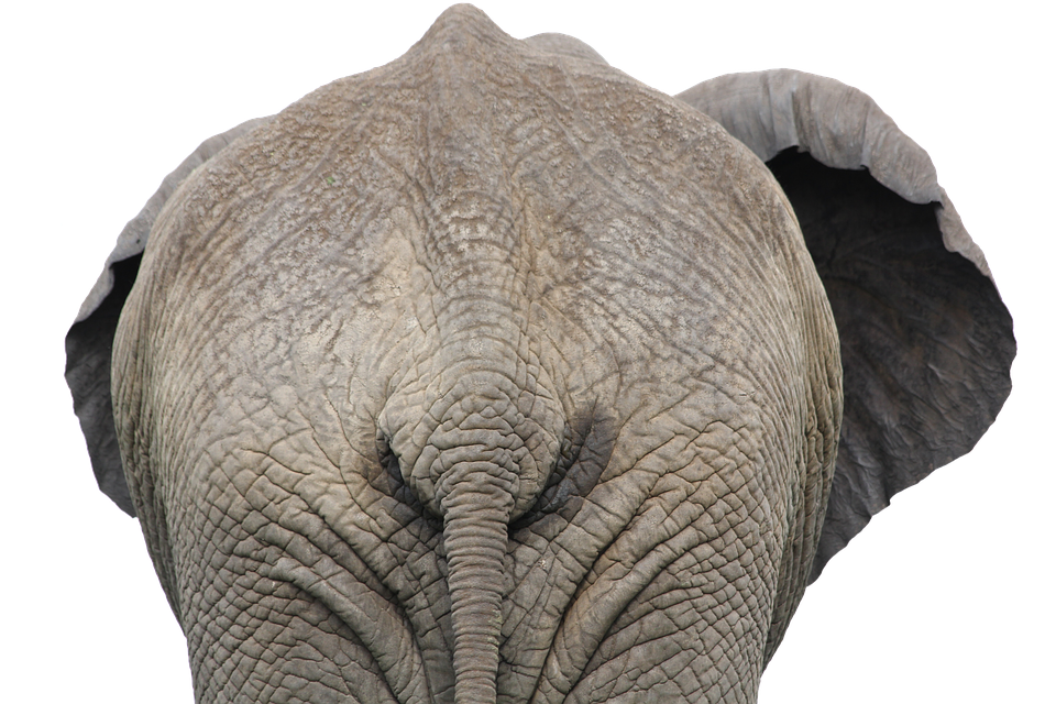 Majestic_ Elephant_ Closeup_ Back_ View