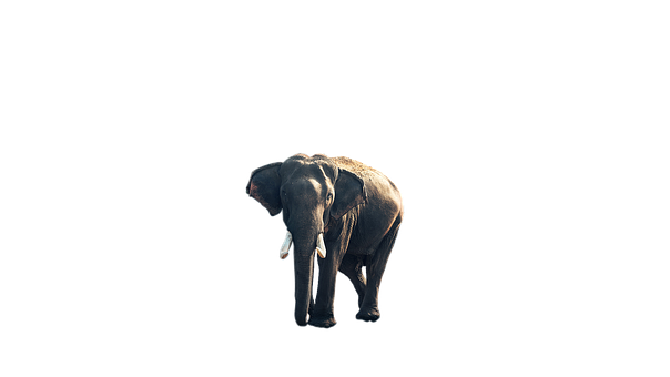 Majestic_ Elephant_ Isolated_on_ Black_ Background.jpg