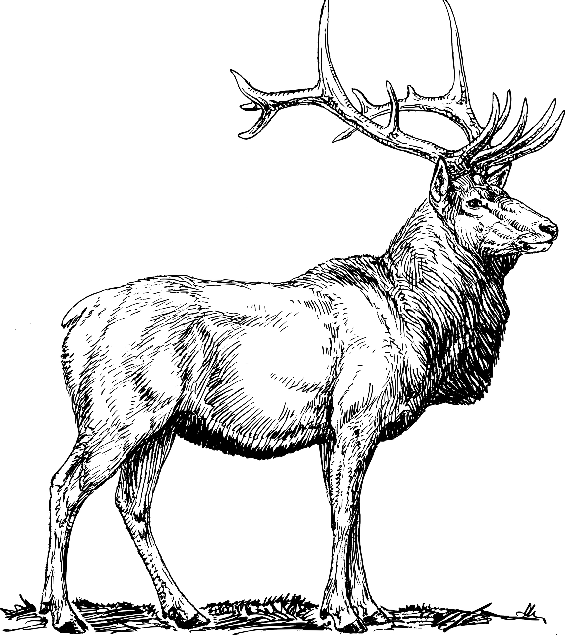 Majestic Elk Illustration