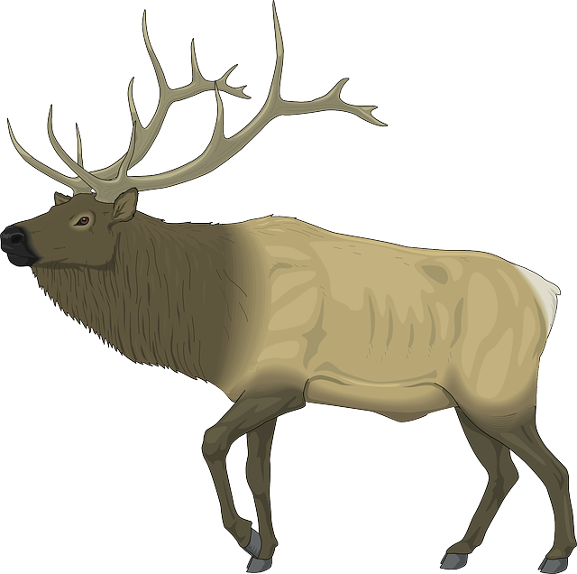 Majestic Elk Illustration