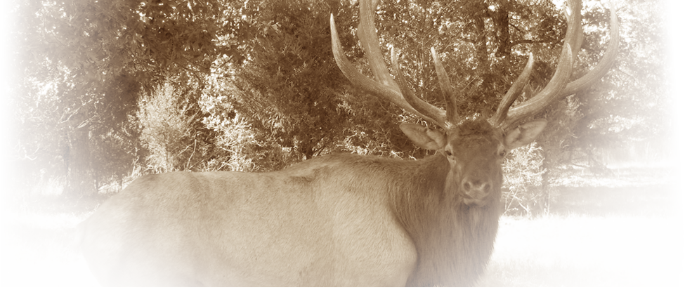 Majestic Elkin Wilderness Sepia Tone