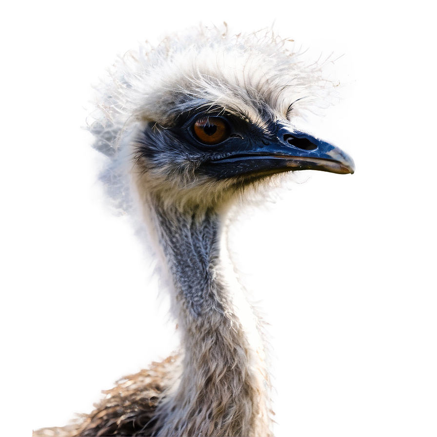 Majestic Emu Png Ctl