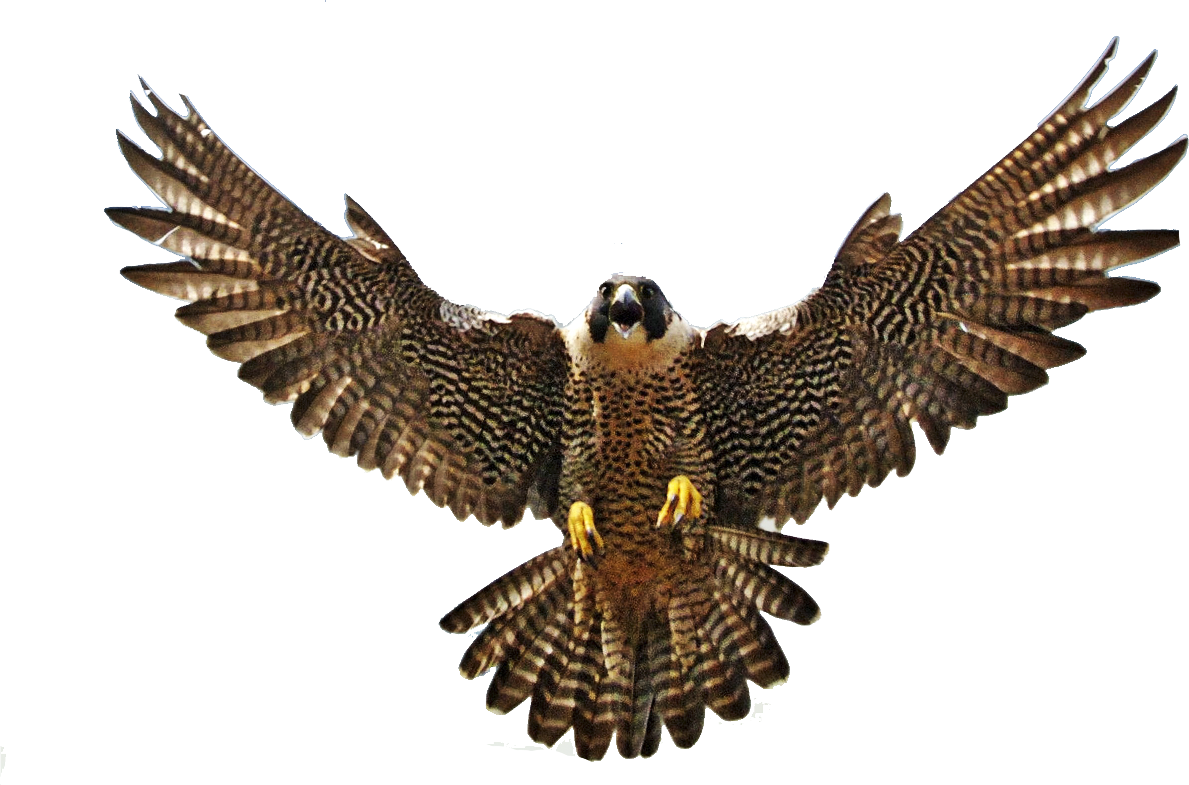 Majestic Falcon In Flight