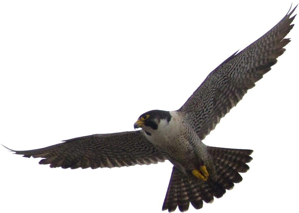 Majestic Falcon In Flight.png