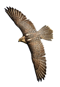 Majestic Falcon In Flight