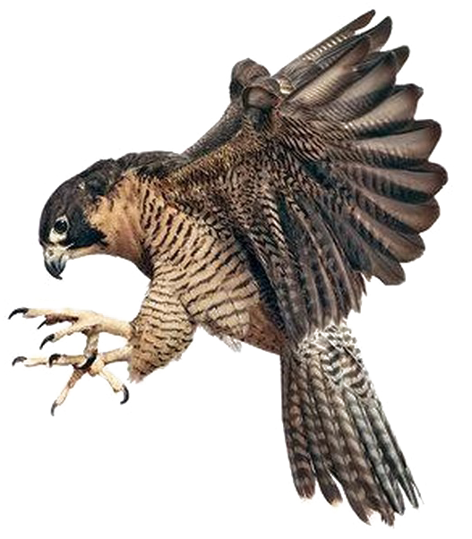 Majestic Flying Falcon