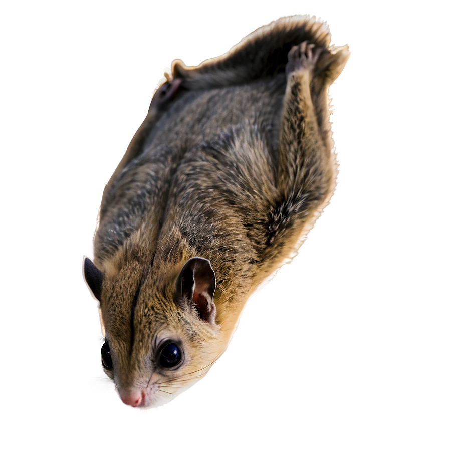 Majestic Flying Squirrel Png 97