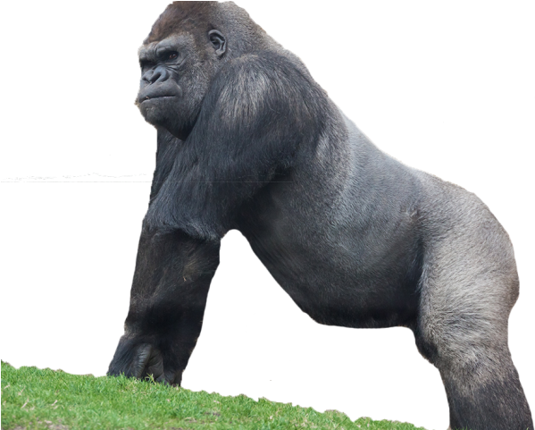 Majestic Gorilla Standing