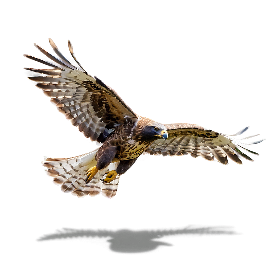 Majestic Hawk Flying Png Kvk