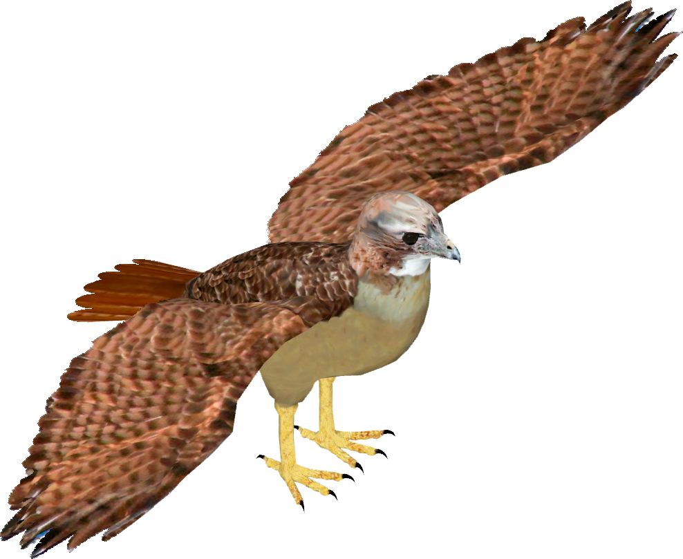 Majestic Hawk In Flight.png