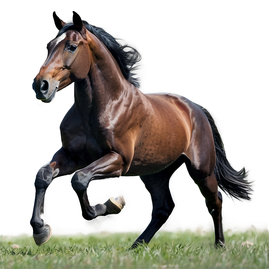 Majestic Horse Gallop Png 63