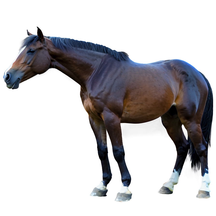 Majestic Horse Png Dsr34