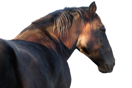 Majestic Horse Profile Against Black Background.jpg