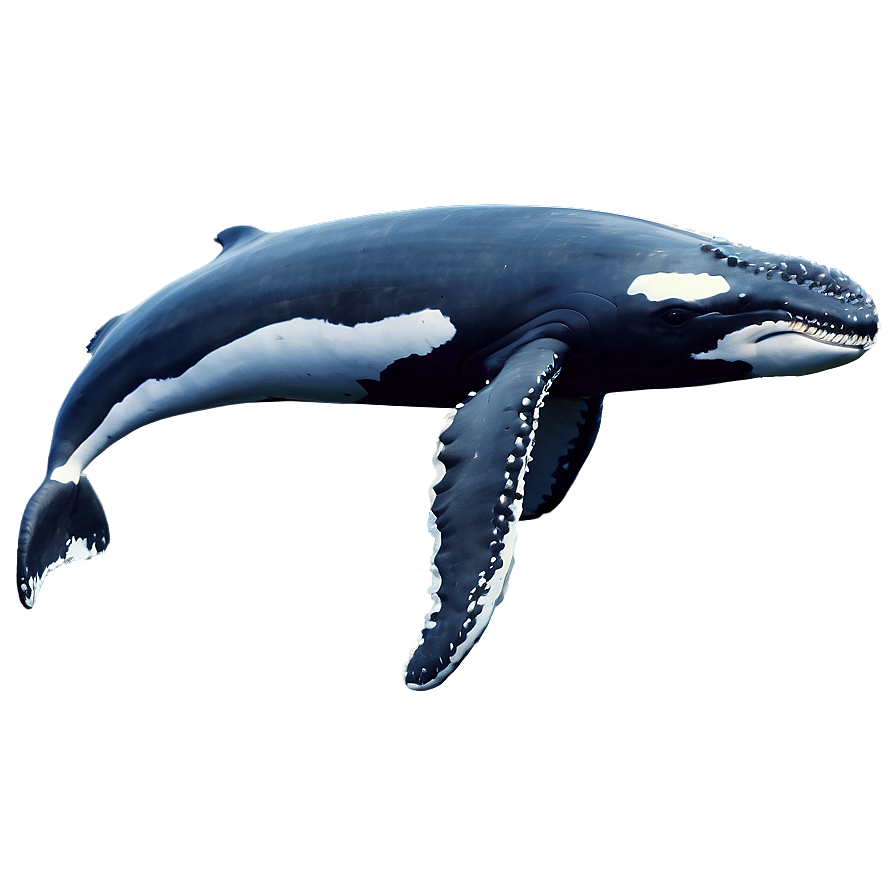 Majestic Humpback Whale Png 06212024