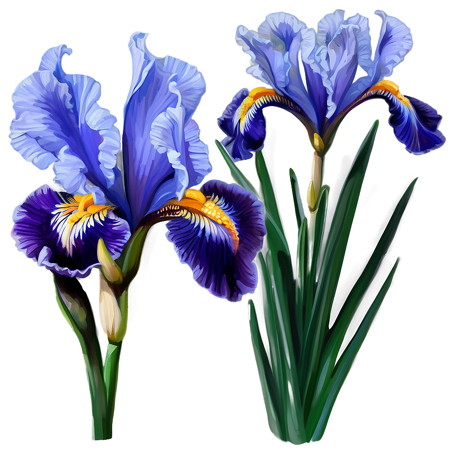 Majestic Iris Spring Png 30