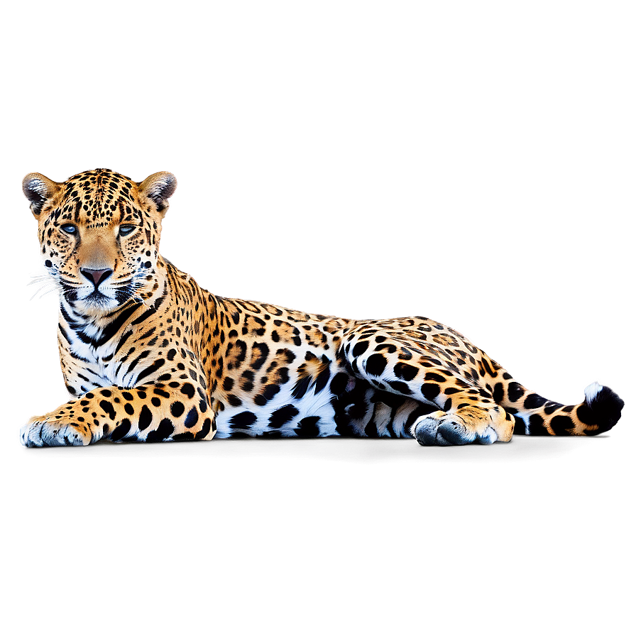 Majestic Jaguar Png Nhv