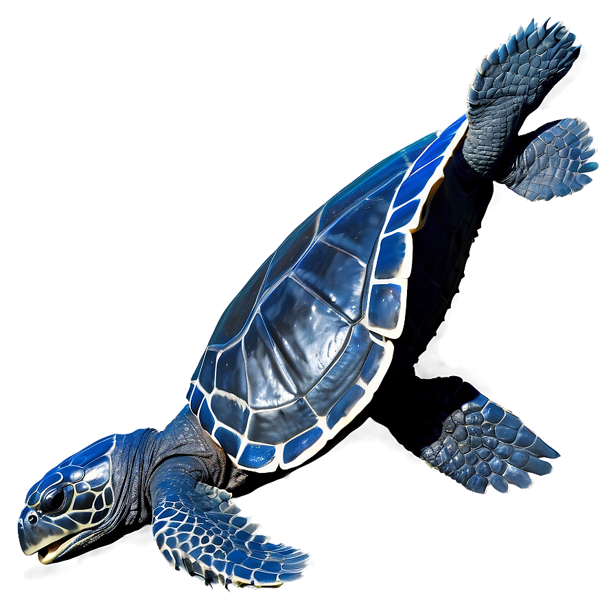 Majestic Leatherback Turtle Swimming Png Hrt15