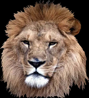 Majestic Lion Portrait