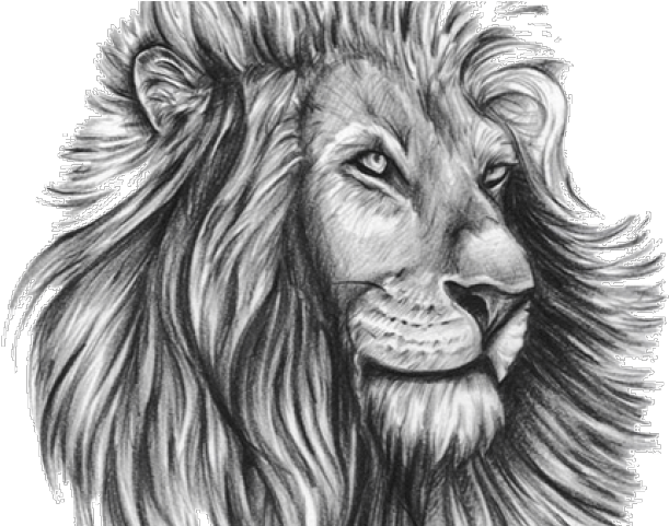 Majestic Lion Sketch Artwork