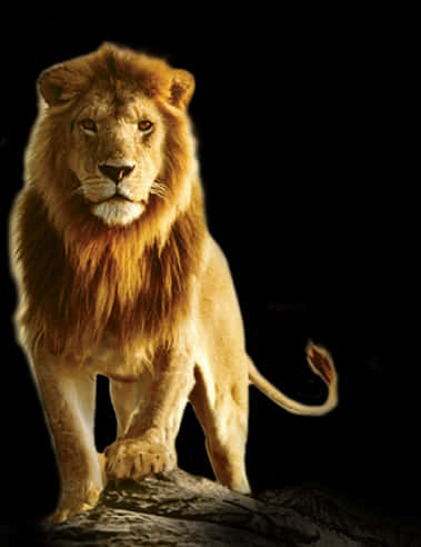 Majestic_ Lion_ Standing_ Against_ Black_ Background.jpg