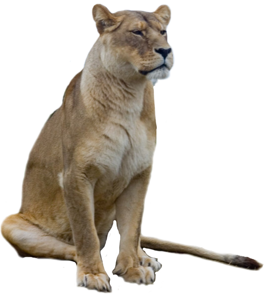 Majestic Lioness Sitting P N G