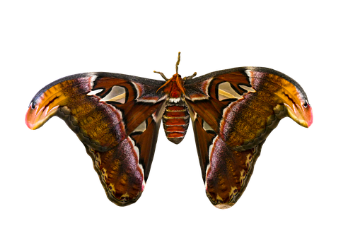 Majestic_ Moth_ Against_ Black_ Background.jpg