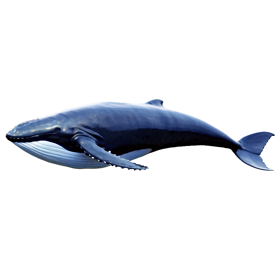 Majestic Ocean Whale Png Clt