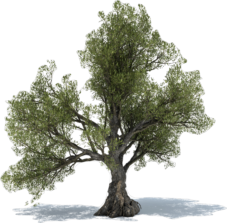 Majestic Olive Tree Isolated