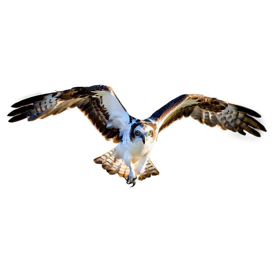 Majestic Osprey In Flight Png 21