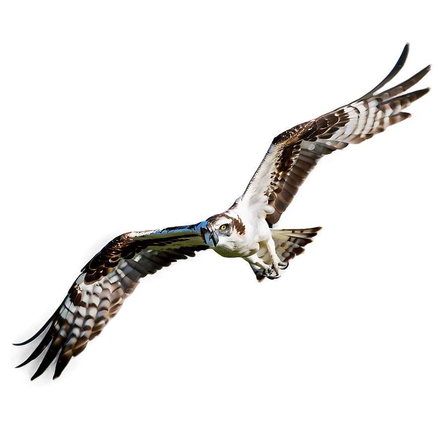 Majestic Osprey In Flight Png Wux28