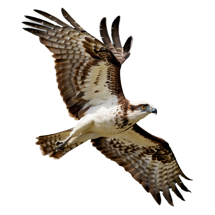 Majestic Osprey Soaring Png Rab