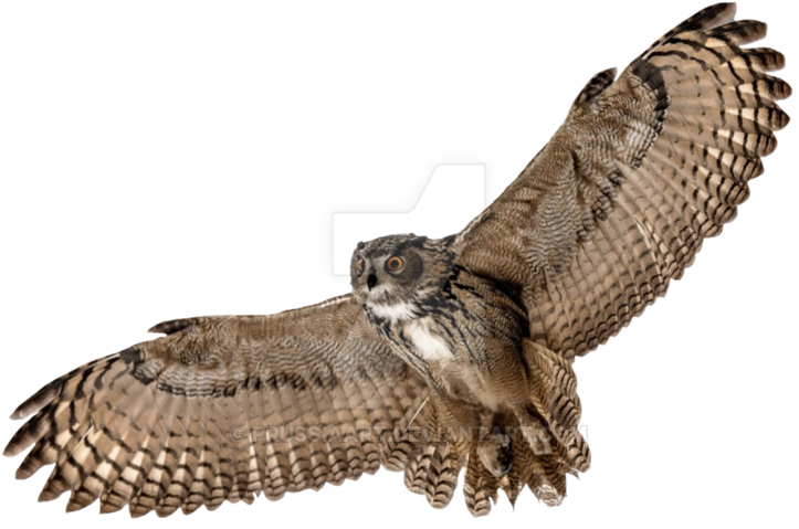 Majestic_ Owl_ In_ Flight.png