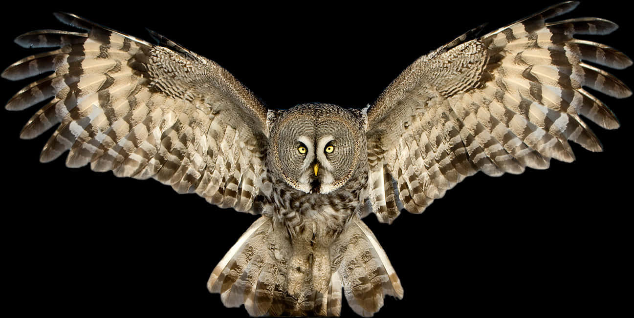 Majestic Owl In Flight