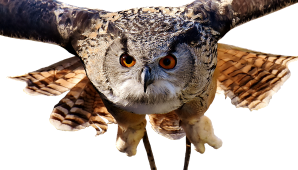 Majestic Owl In Flight