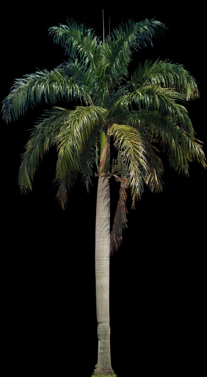 Majestic Palm Tree Against Night Sky