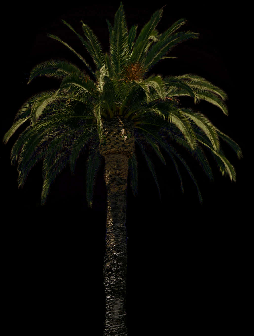 Majestic Palm Tree Nighttime