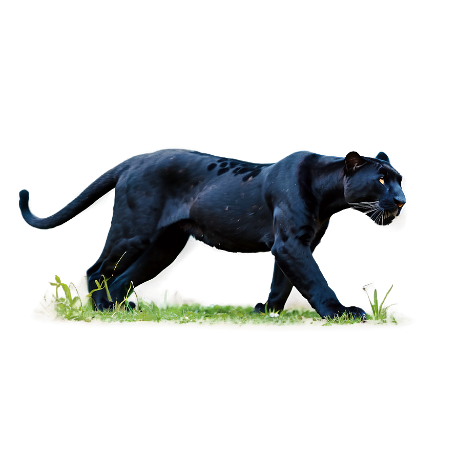 Majestic Panther Png 95